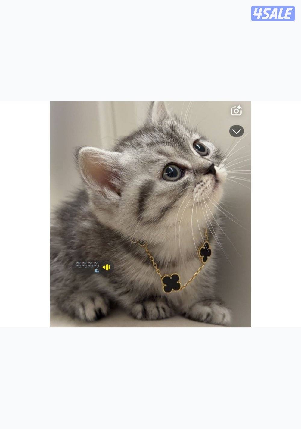 كيتن للبيع سكوتش فولد عمرها شهر ونص0