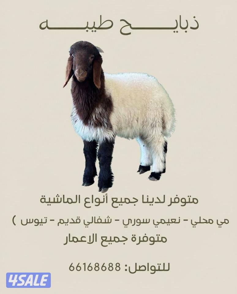 ذبايح نعيمي .تيوس.ذبايح شفالي0