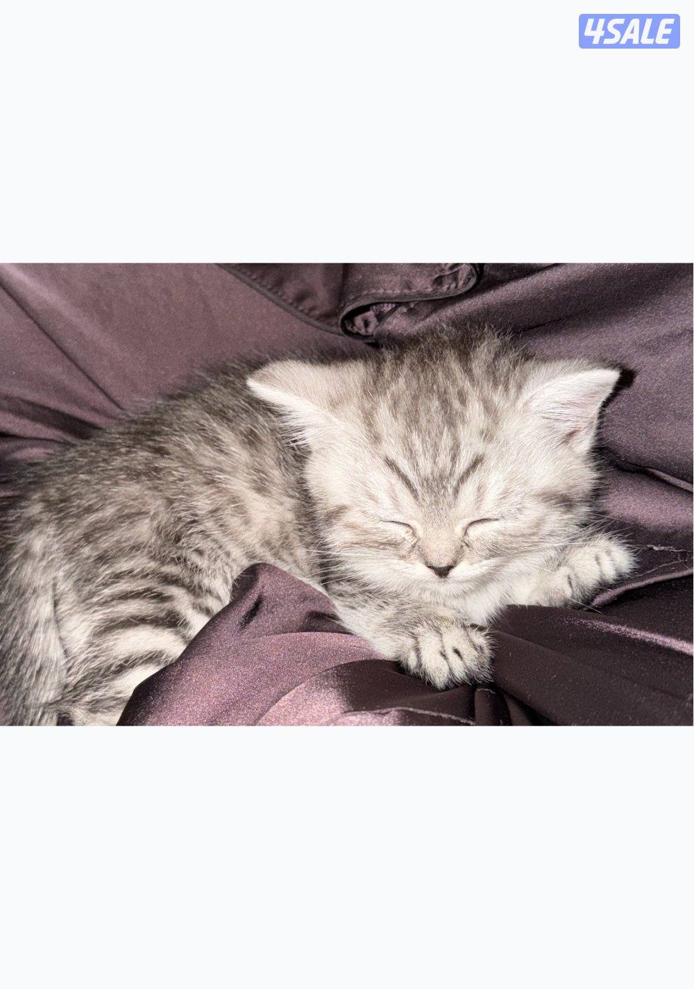 كيتن للبيع سكوتش فولد عمرها شهر ونص1