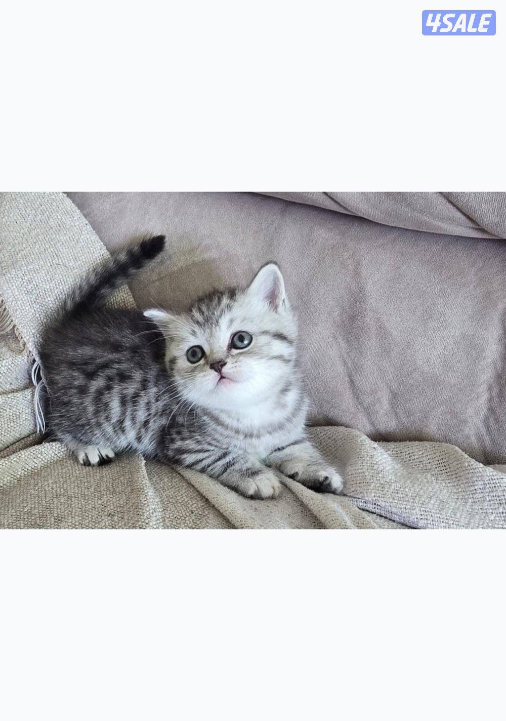 كيتن للبيع سكوتش فولد عمرها شهر ونص2