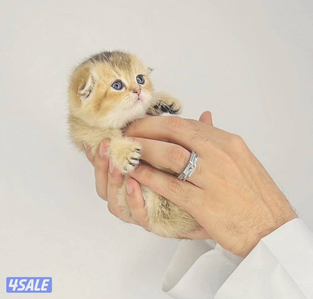 سكوتش شورت هير ،،،اقزام،،،التوصيل خلال ساعه ،،، بيووووور0