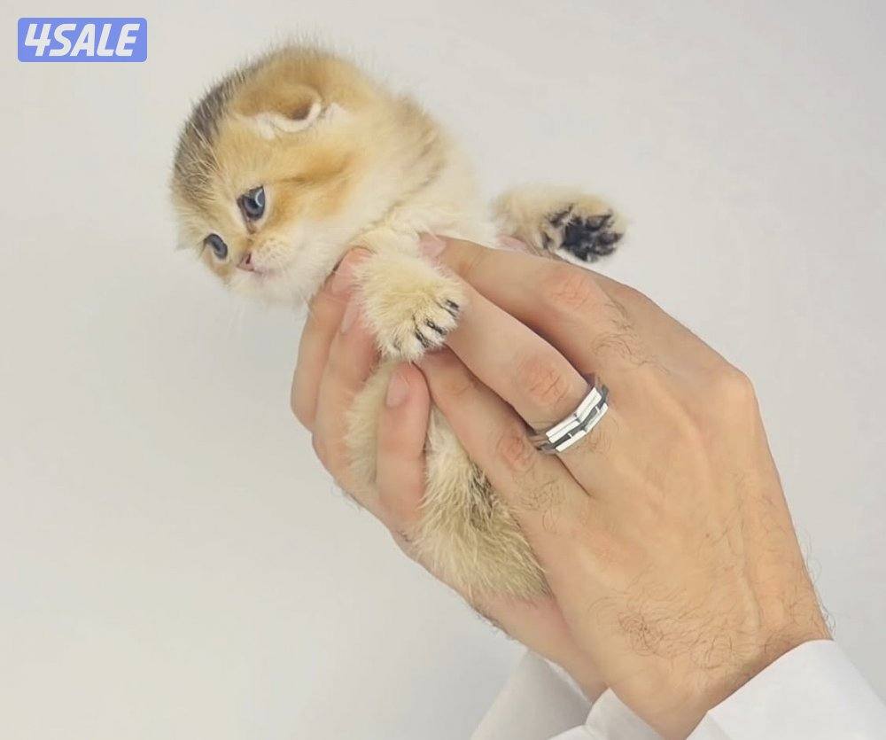 سكوتش شورت هير ،،،اقزام،،،التوصيل خلال ساعه ،،، بيووووور5