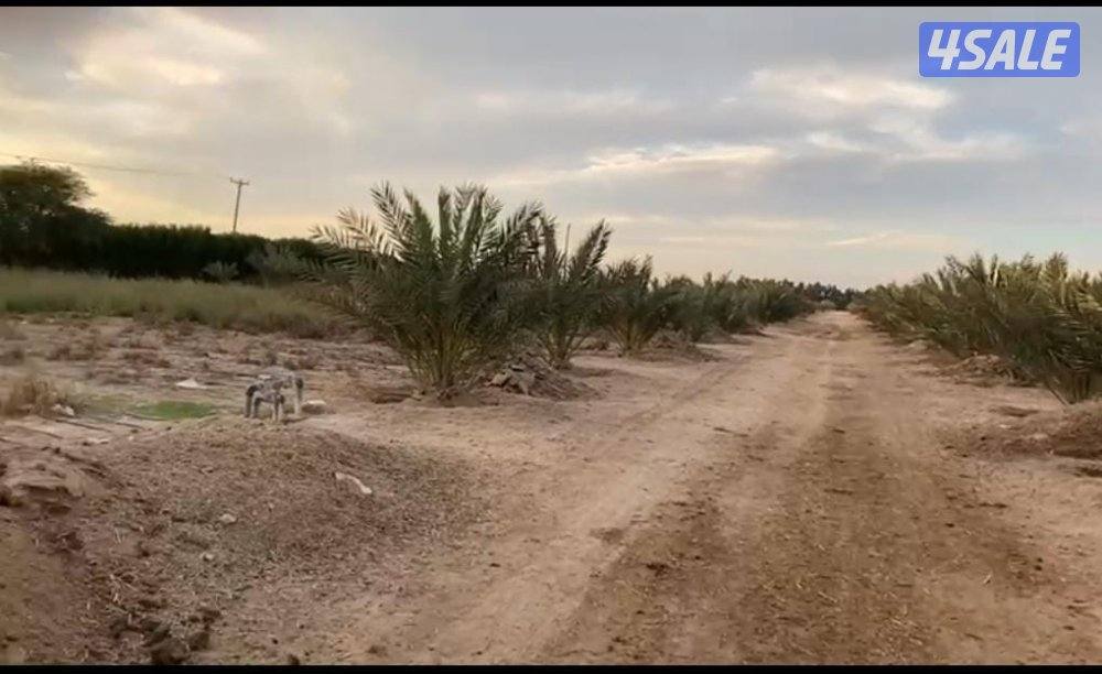 مزرعه للبيع بالعبدلي ٢٥ الف0