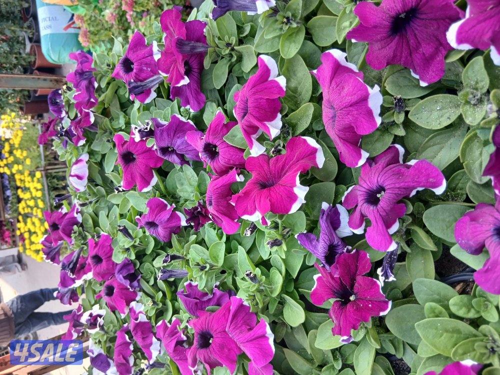 تنسيق حدائق ابويوسف3