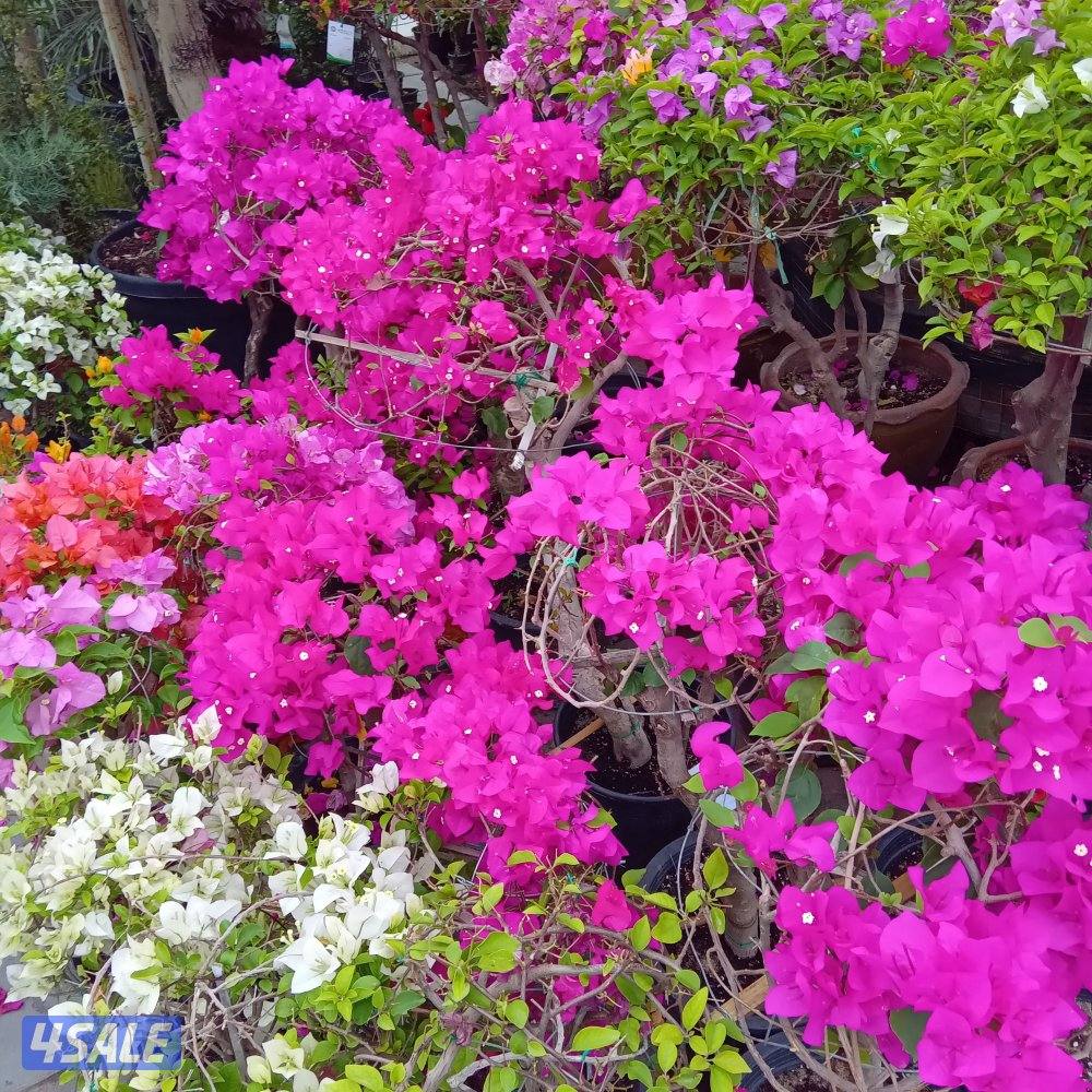 تنسيق حدائق ابويوسف6