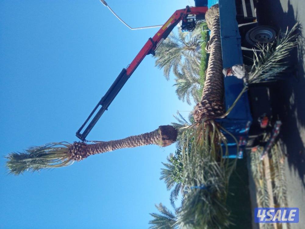 تنسيق حدائق ابويوسف8