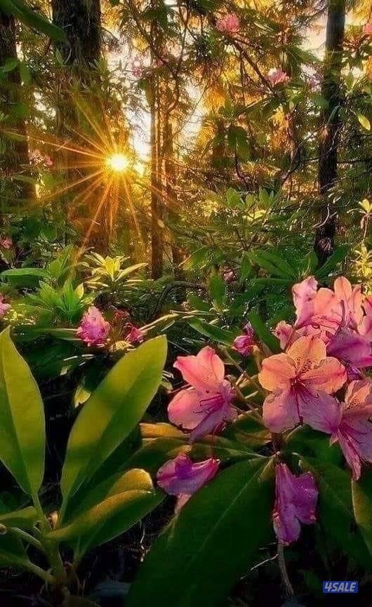 للايجار شقه الفحيحيل خمس غرف وخمس حمامات اول ساكن0