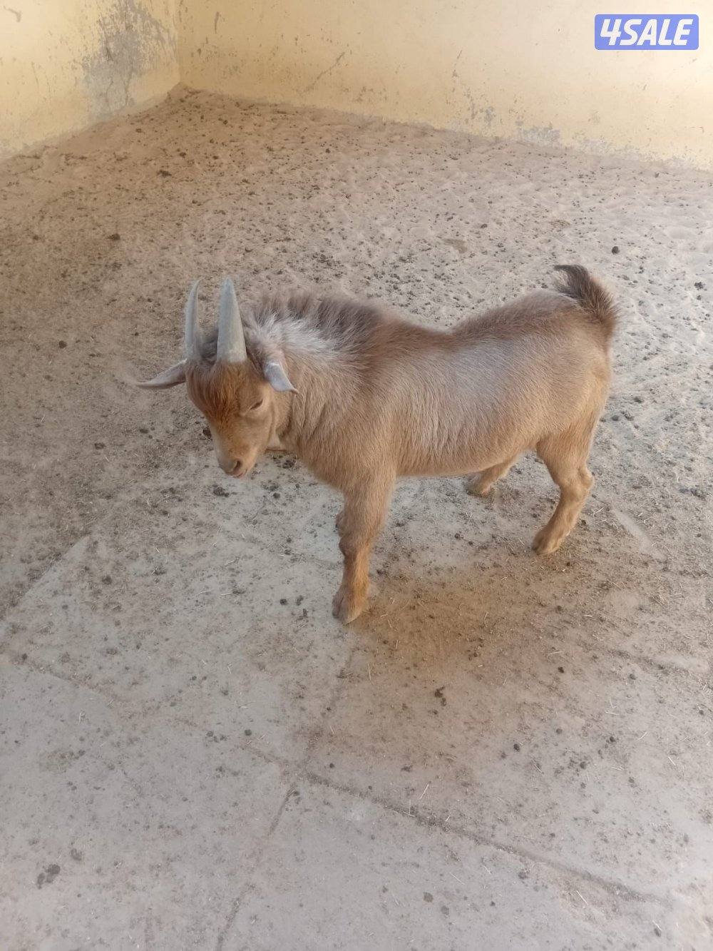 للبيع فحل الماعز الغزم عمره ٦ شهور وماعمره اقرع0