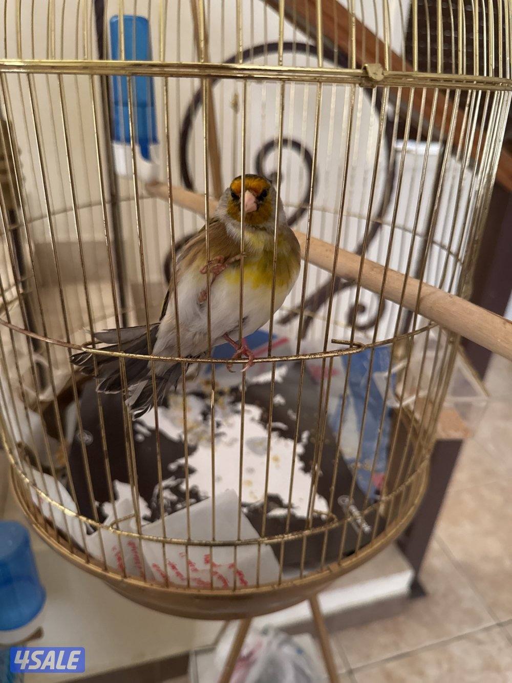 للي يدور شي نظيف للبيع بندوق يتمتع بالصحة والعافيه وما شاءالله تغريد0