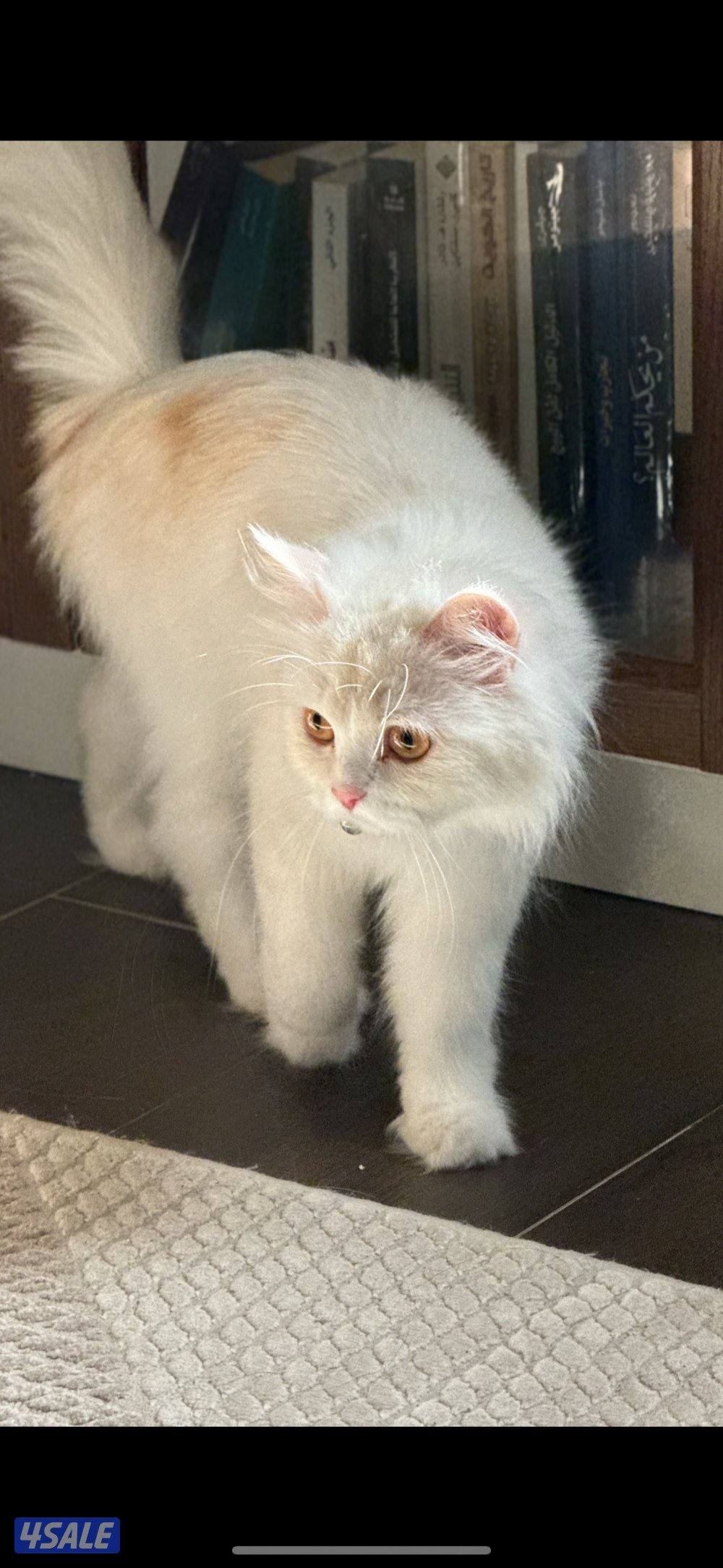 تبني قطه شيرازيه مخلوط0