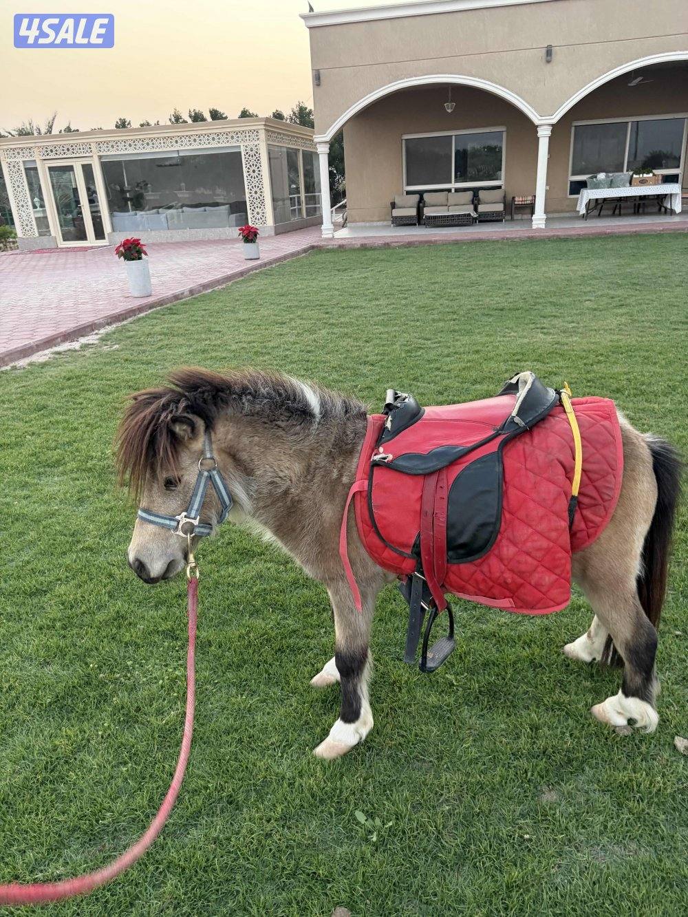 بيعة سريعة بوني للبيع0