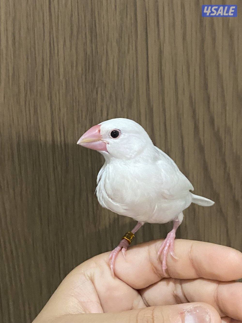 جاوا نهاية عس0