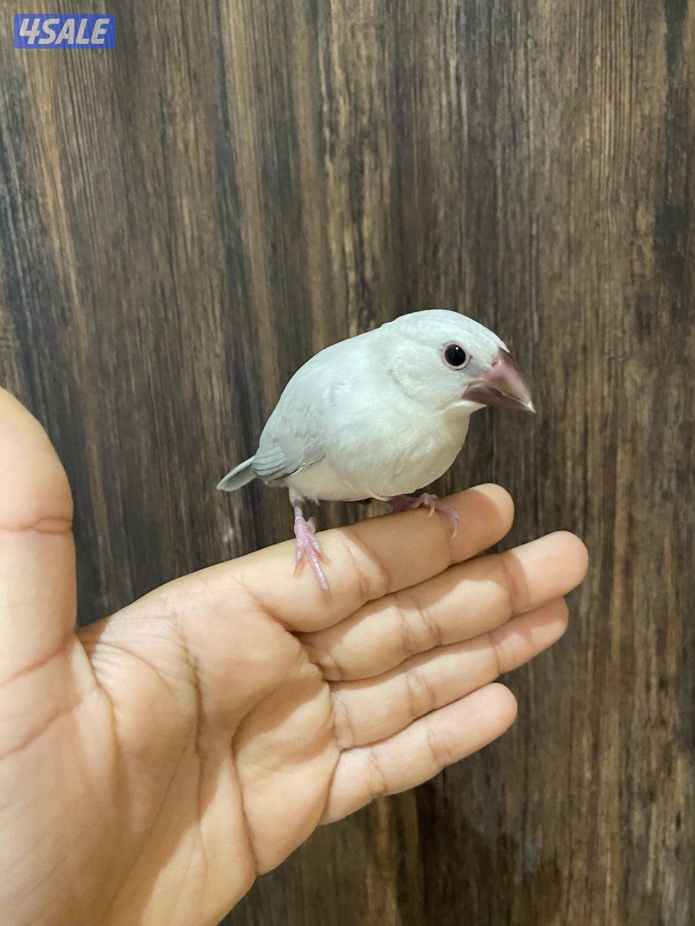 جاوا نهاية عس1