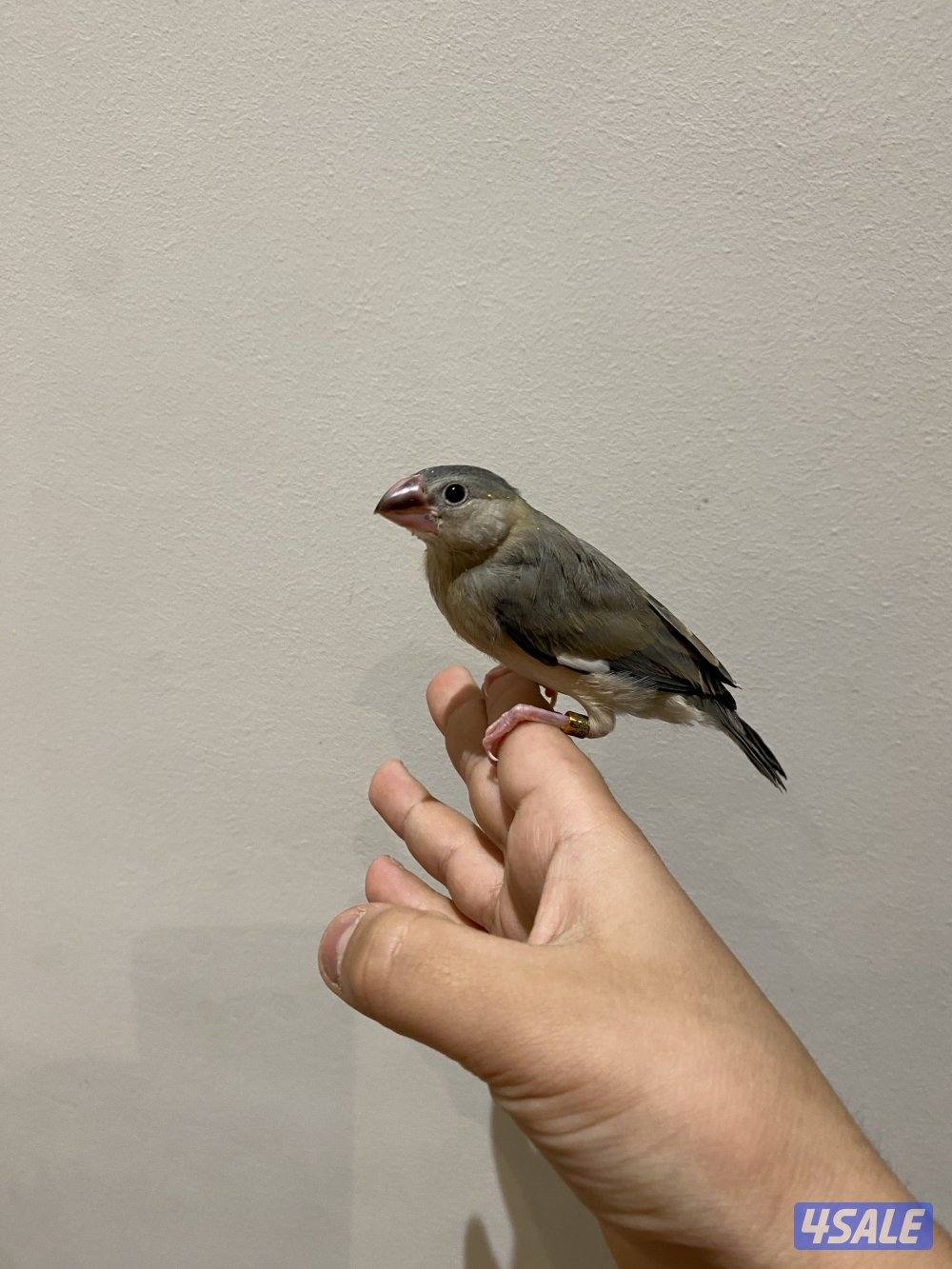 جاوا نهاية عس2