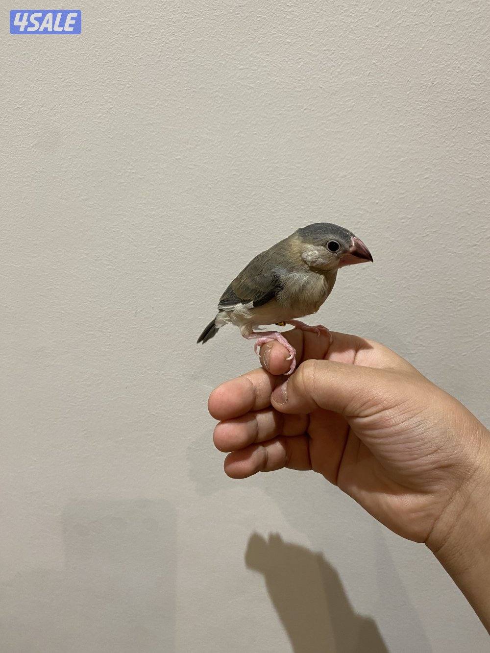 جاوا نهاية عس3