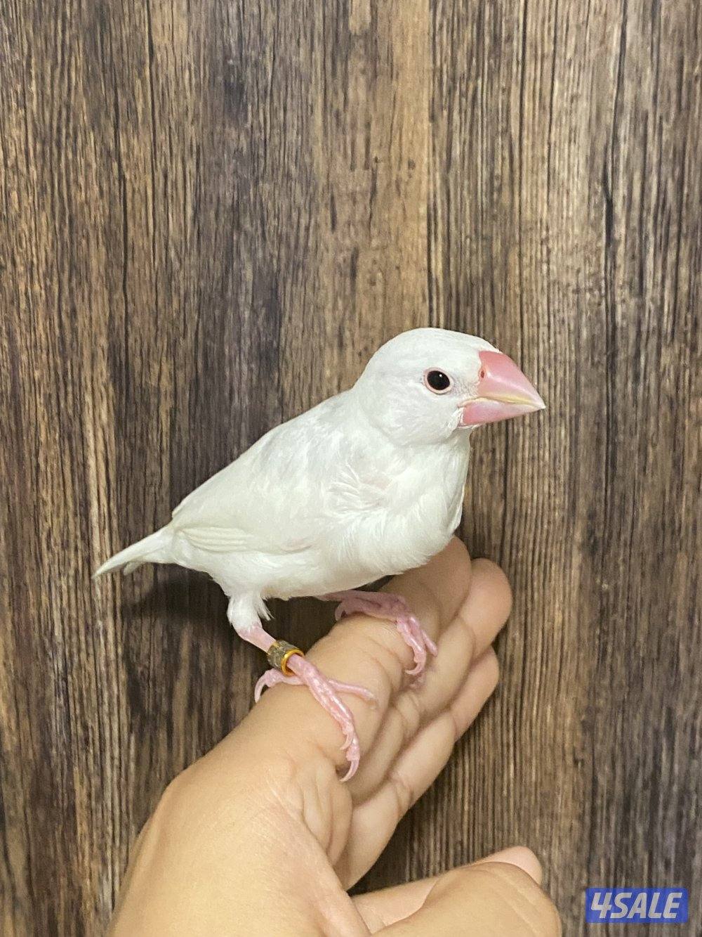 جاوا نهاية عس4