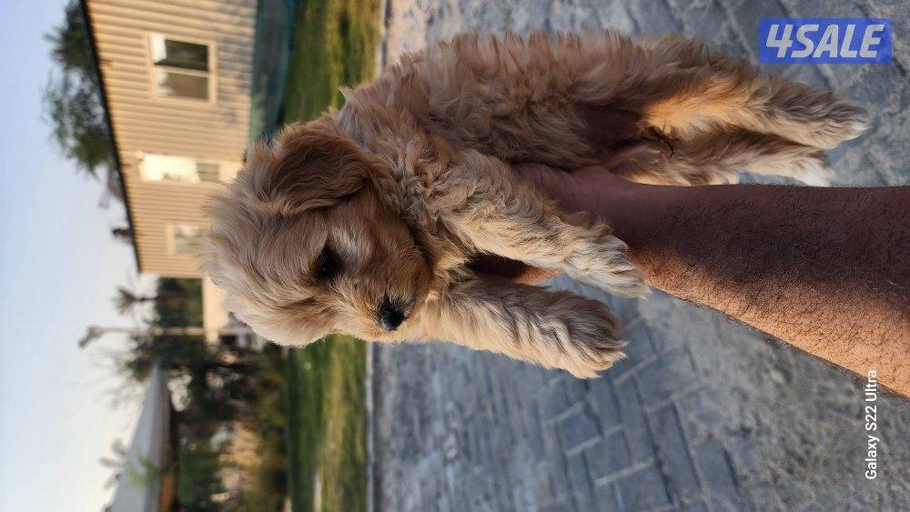 كلاب وجراوى بودل للبيع عمر شهر ونصف مواصفات عالية7