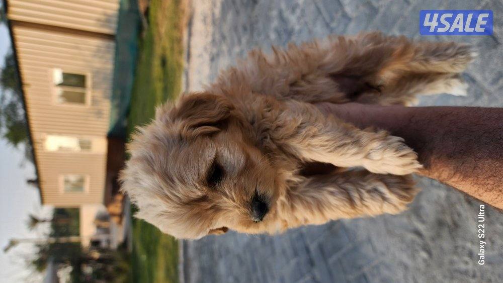 كلاب وجراوى بودل للبيع عمر شهر ونصف مواصفات عالية8