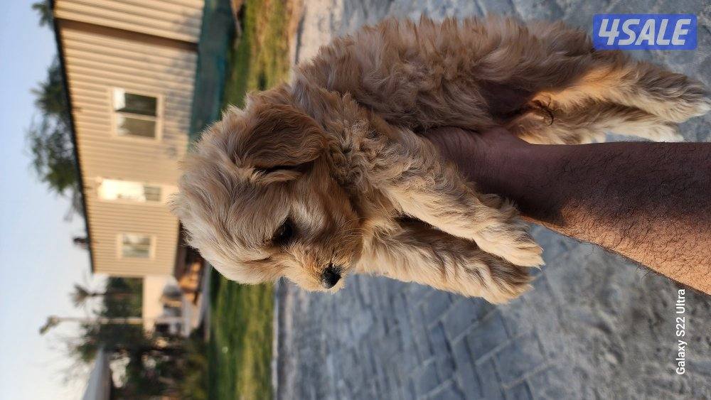 كلاب وجراوى بودل للبيع عمر شهر ونصف مواصفات عالية9