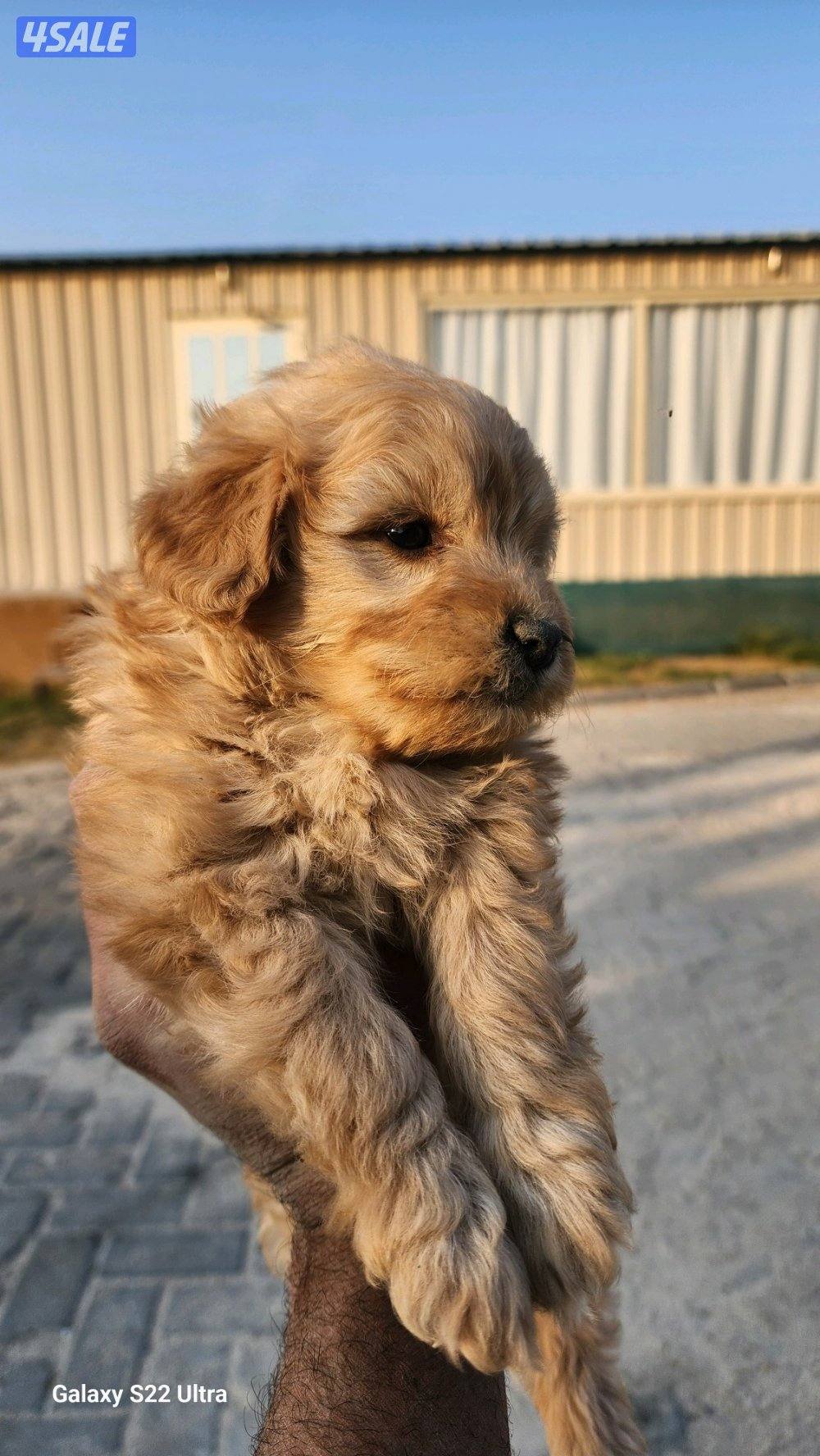 كلاب وجراوى بودل للبيع عمر شهر ونصف مواصفات عالية10