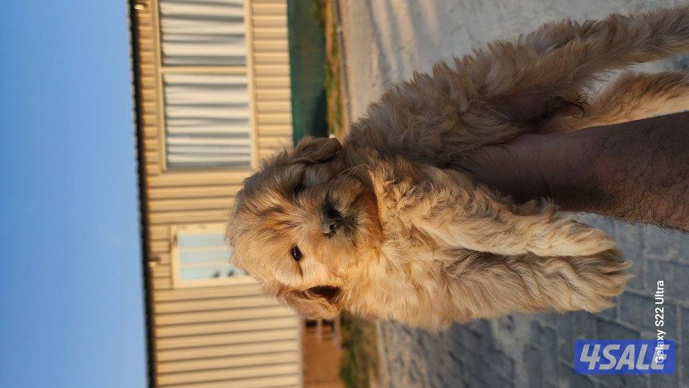 كلاب وجراوى بودل للبيع عمر شهر ونصف مواصفات عالية11