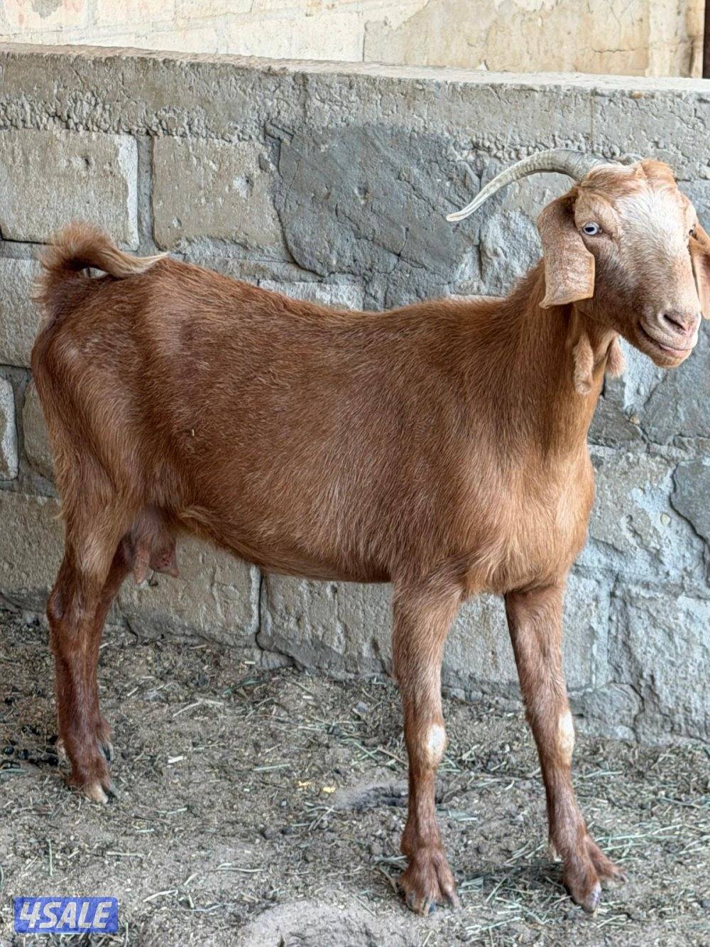 ماعز فرنسي0