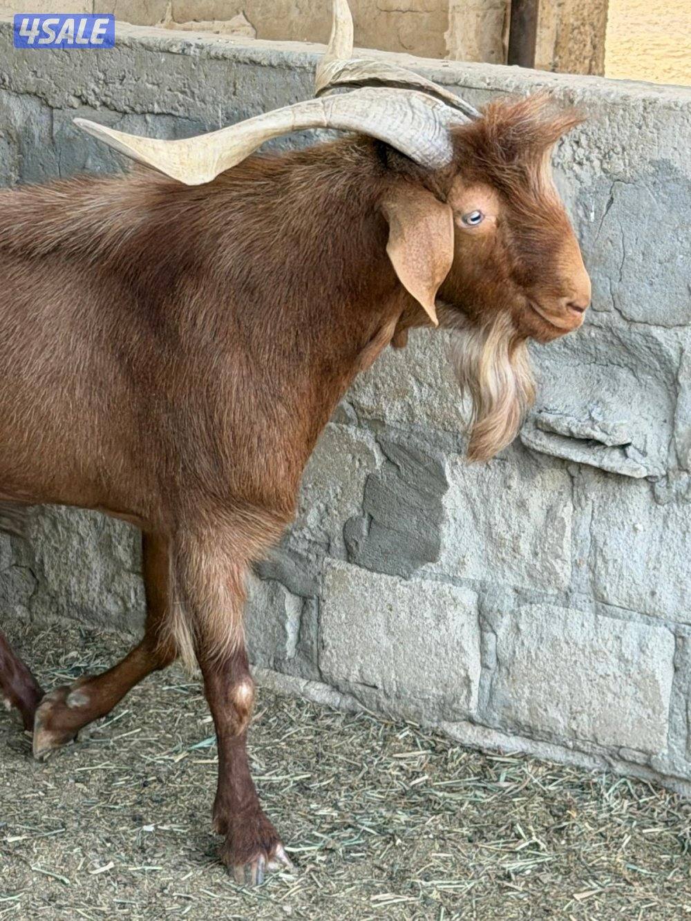 ماعز فرنسي1