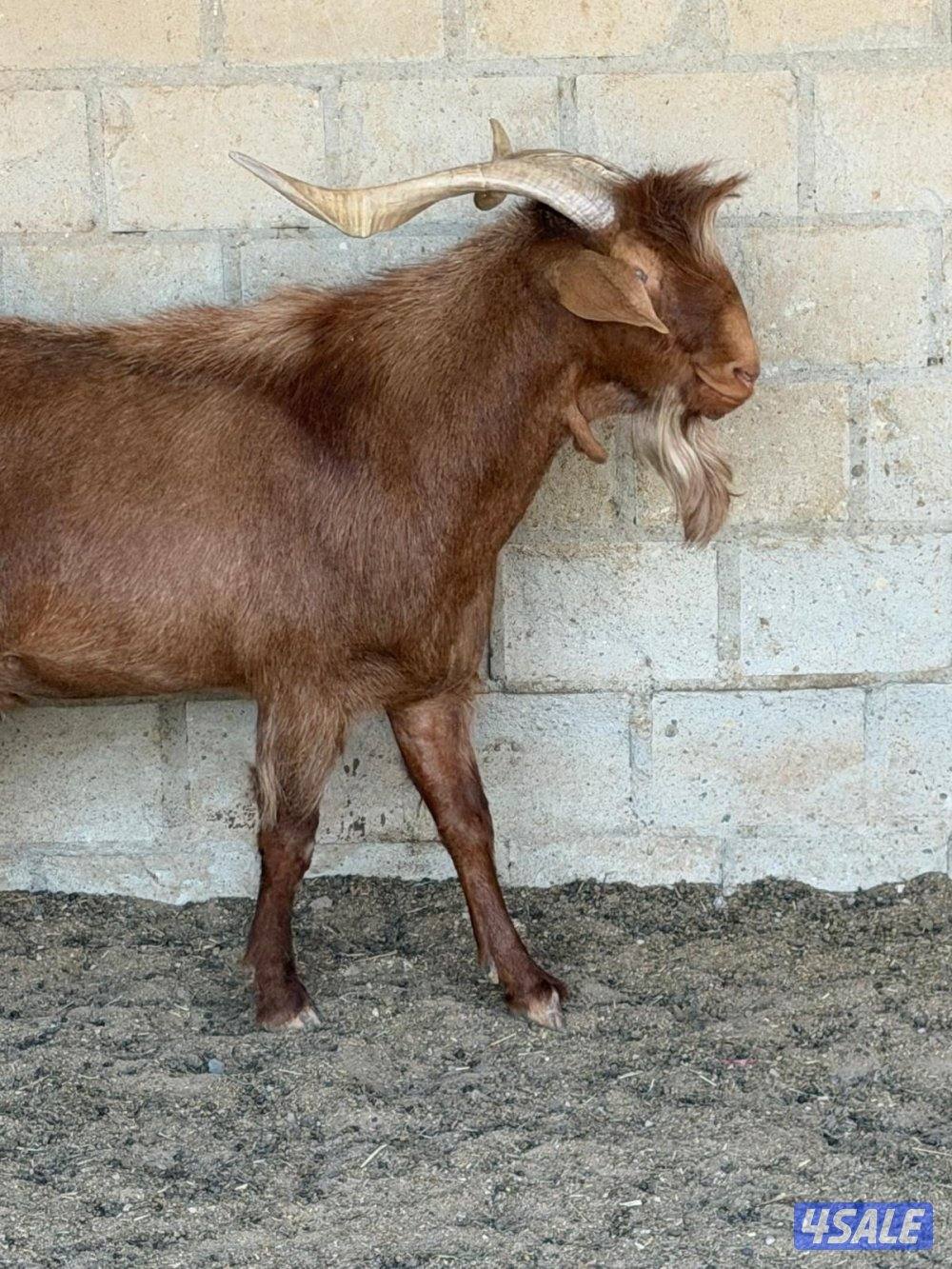 ماعز فرنسي2