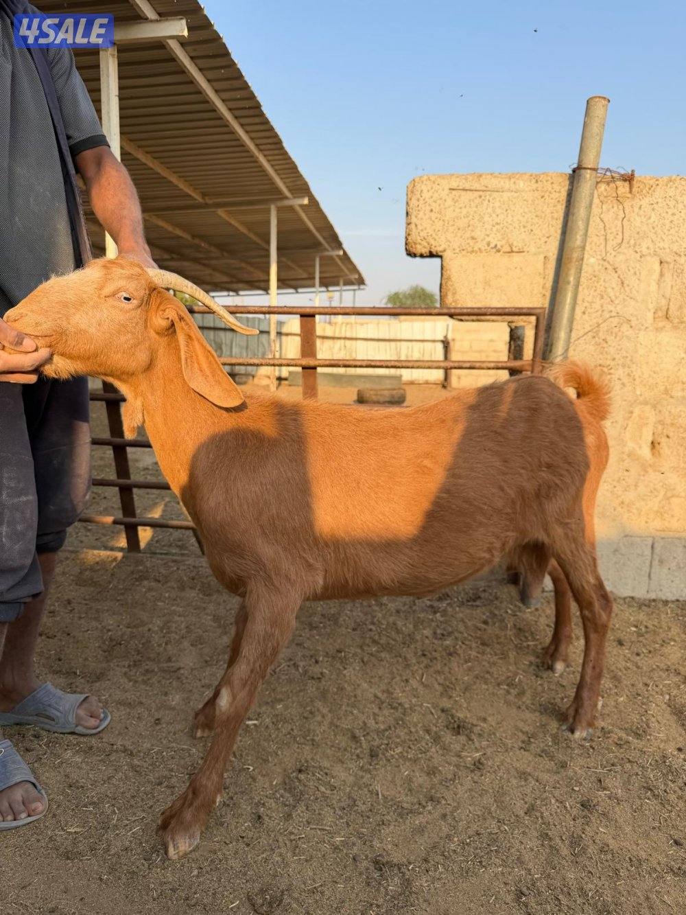 ماعز فرنسي3