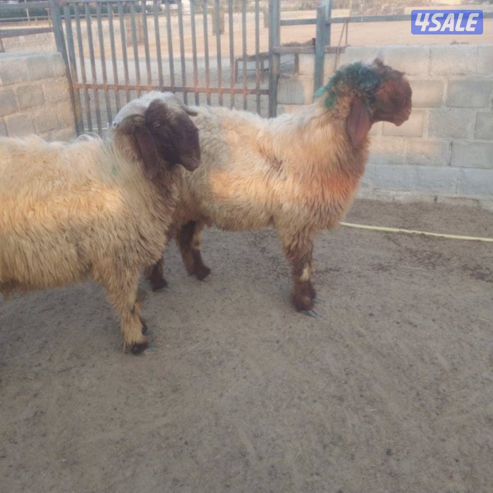 للبيع خرفان ثنين في رس حشار والكنز واحد مكسور قرنه0