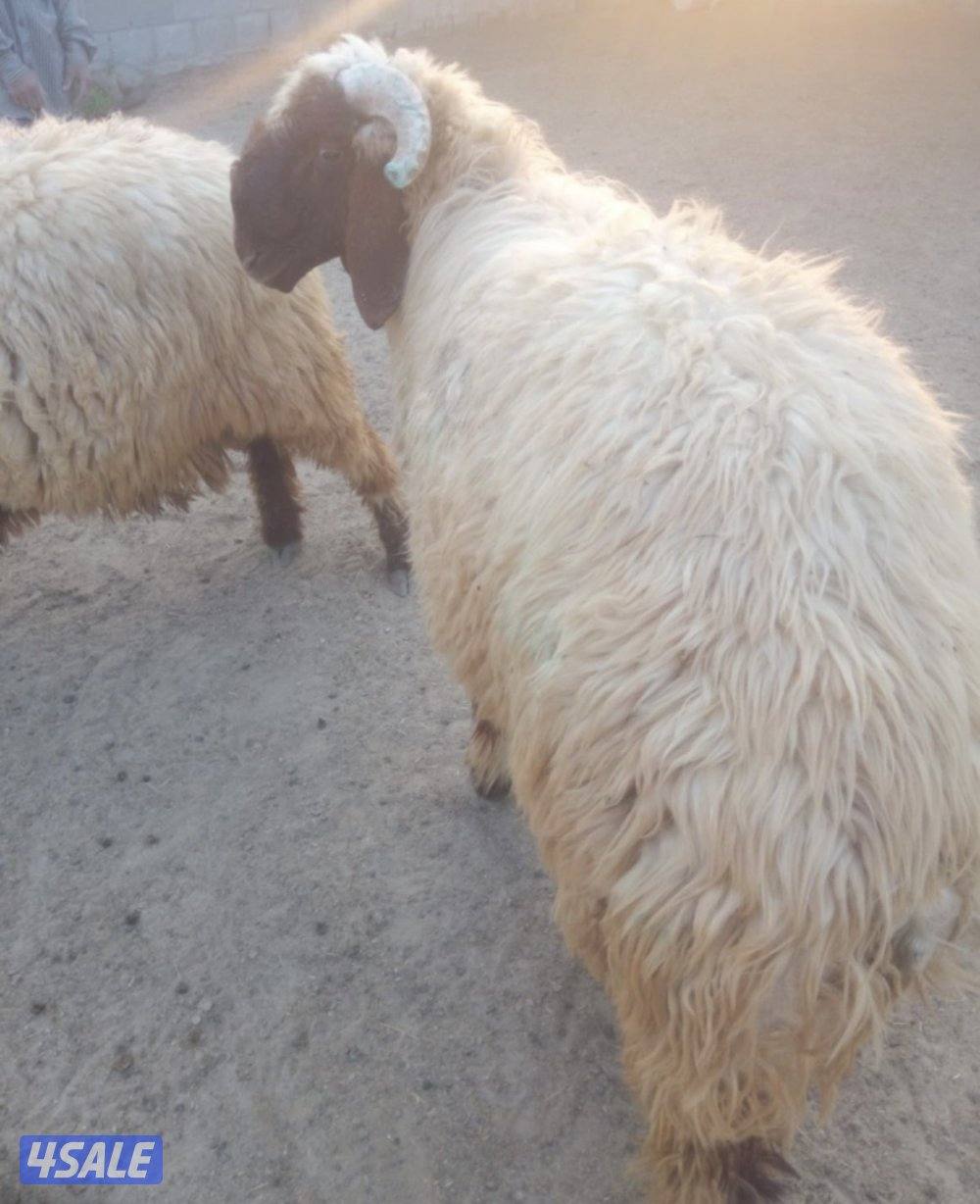 للبيع خرفان ثنين في رس حشار والكنز واحد مكسور قرنه2