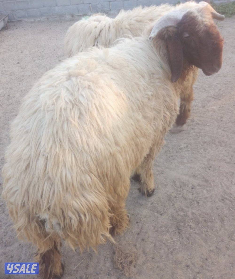 للبيع خرفان ثنين في رس حشار والكنز واحد مكسور قرنه1