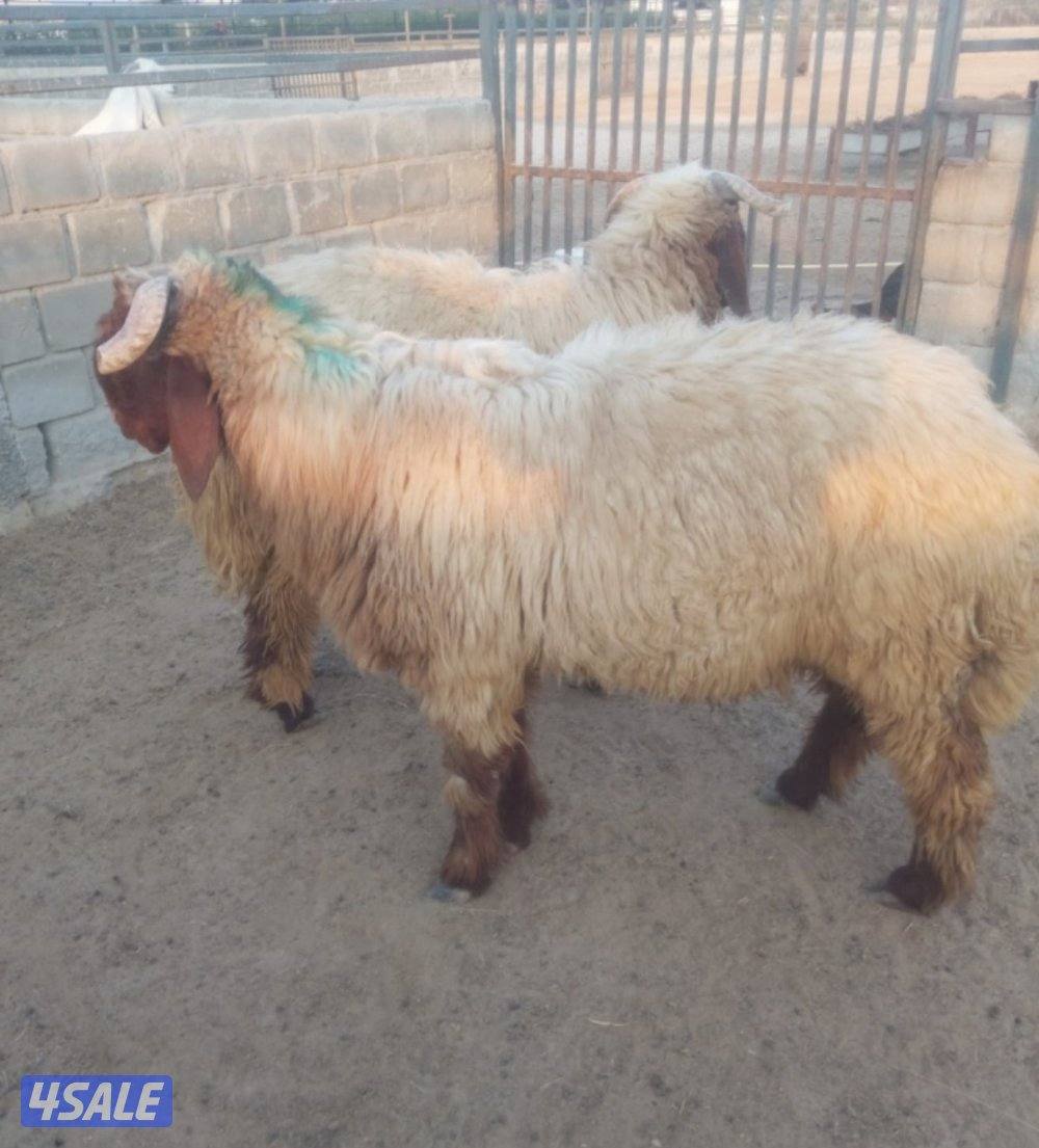 للبيع خرفان ثنين في رس حشار والكنز واحد مكسور قرنه3