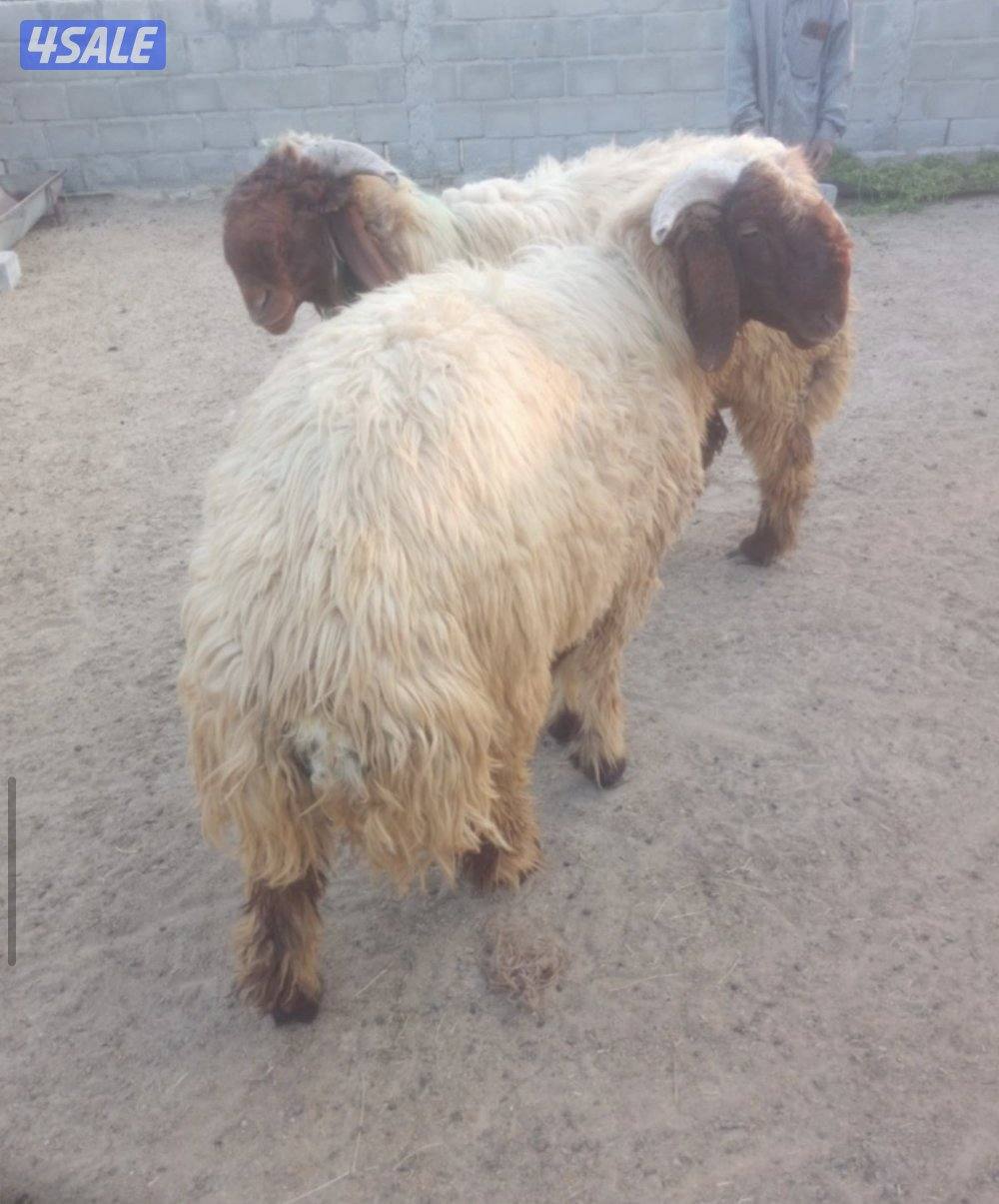 للبيع خرفان ثنين في رس حشار والكنز واحد مكسور قرنه4