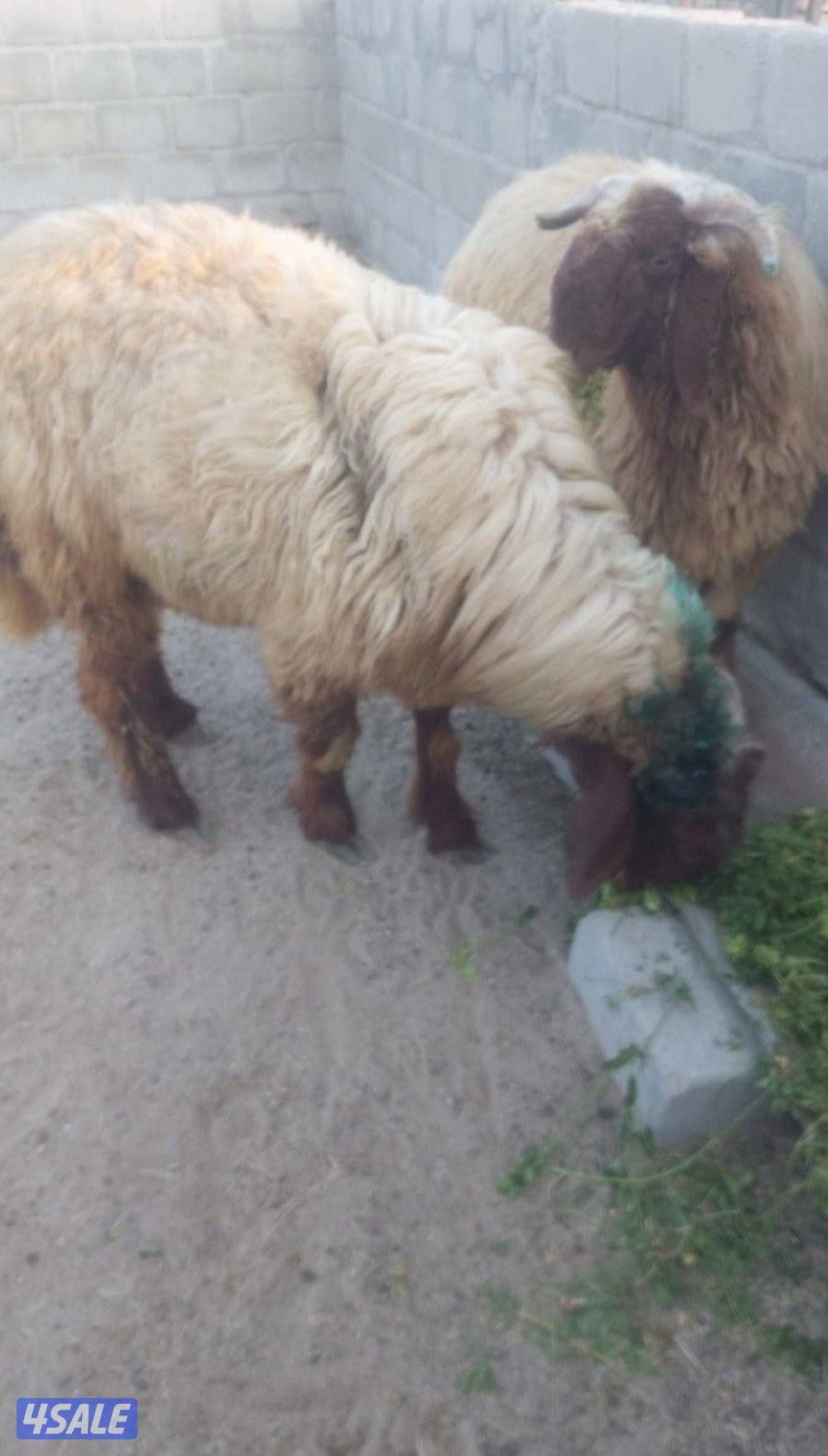 للبيع خرفان ثنين في رس حشار والكنز واحد مكسور قرنه5