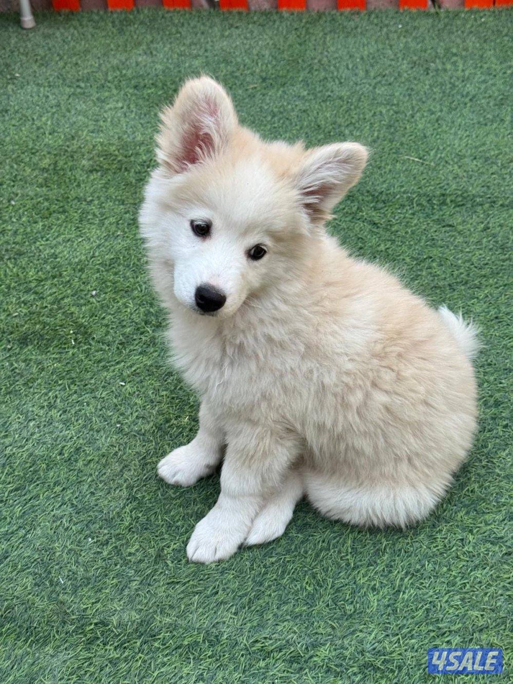 كلب هاسكي العمر شهرين ونص0