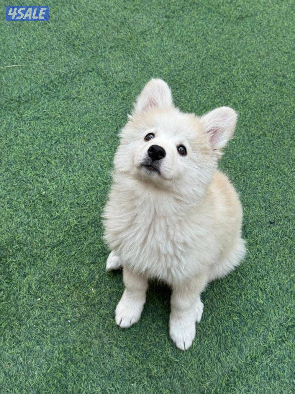 كلب هاسكي العمر شهرين ونص1