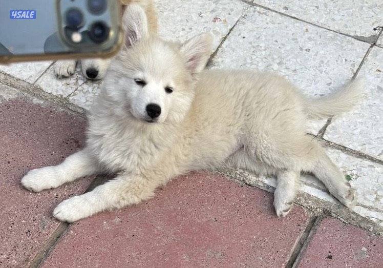 كلب هاسكي العمر شهرين ونص2