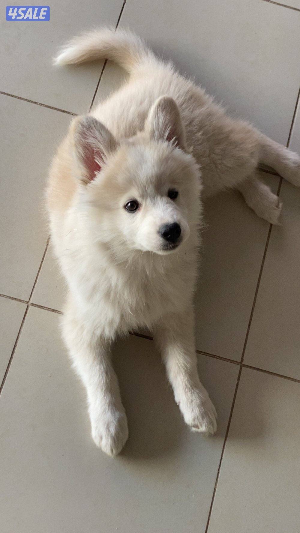 كلب هاسكي العمر شهرين ونص3