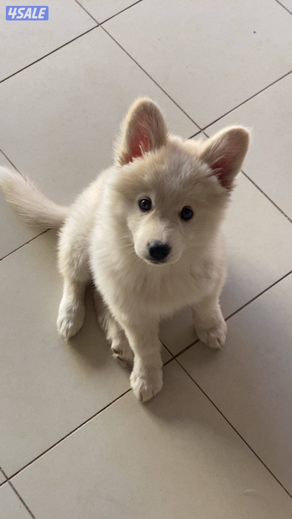 كلب هاسكي العمر شهرين ونص4