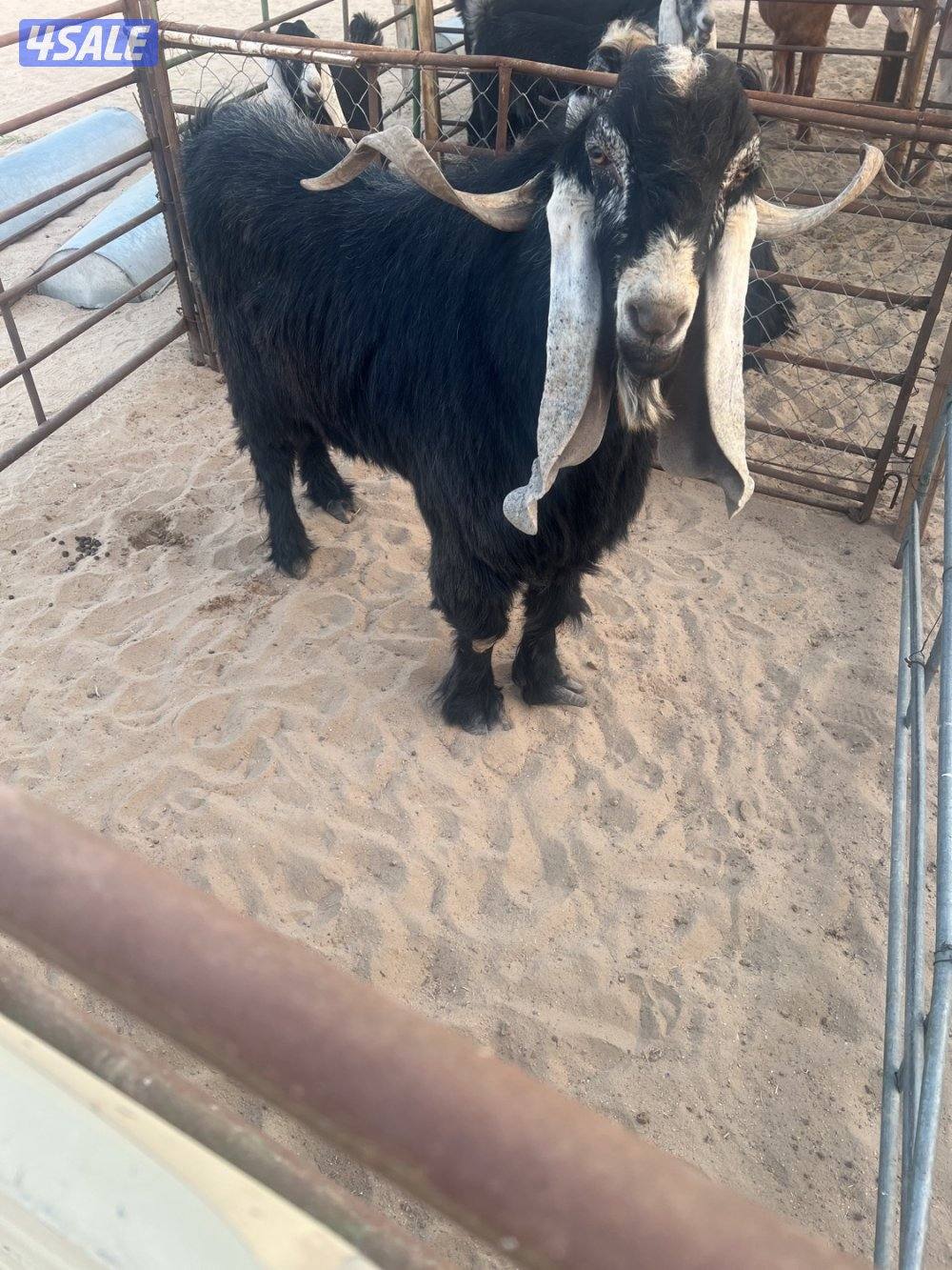 فحل عارضي مرسسس للاتصال خمسه خمسه سته سته تسعه تسعه ثنين اربعه1