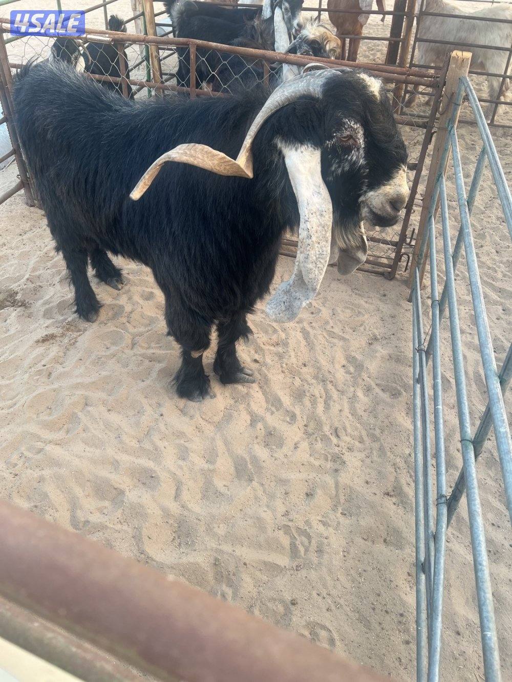 فحل عارضي مرسسس للاتصال خمسه خمسه سته سته تسعه تسعه ثنين اربعه2