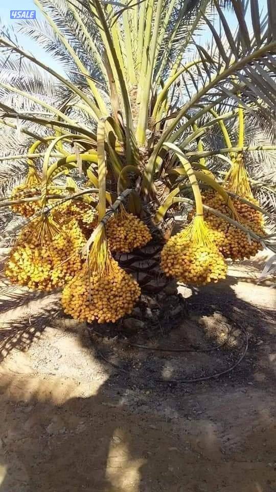 تنسيق حدائق وتنظيف وتكريب نخيل1