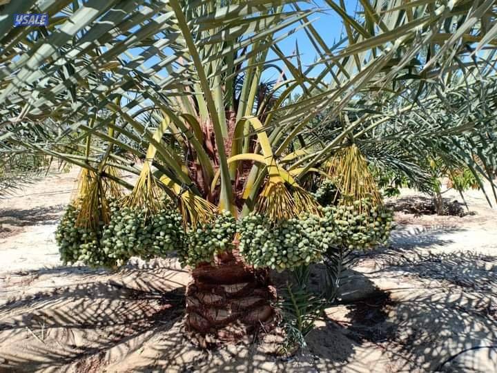 تنسيق حدائق وتنظيف وتكريب نخيل2