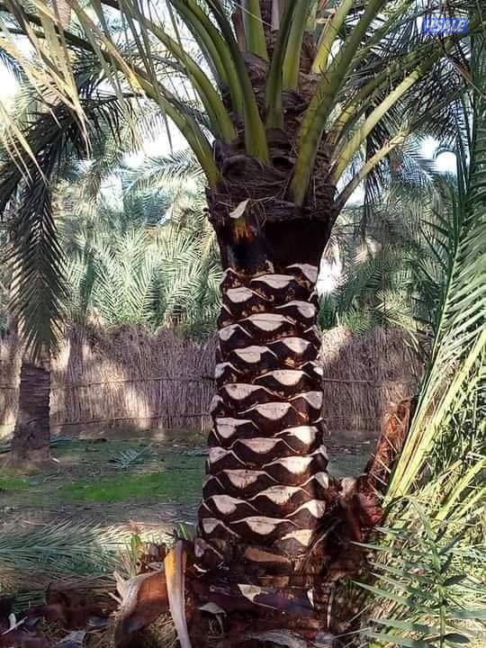 تنسيق حدائق وتنظيف وتكريب نخيل3