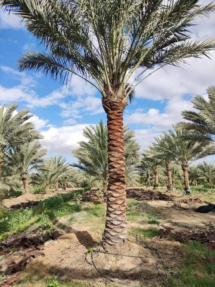 تنسيق حدائق وتنظيف وتكريب نخيل5