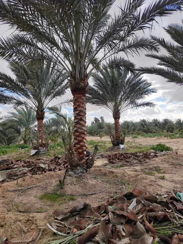 تنسيق حدائق وتنظيف وتكريب نخيل4