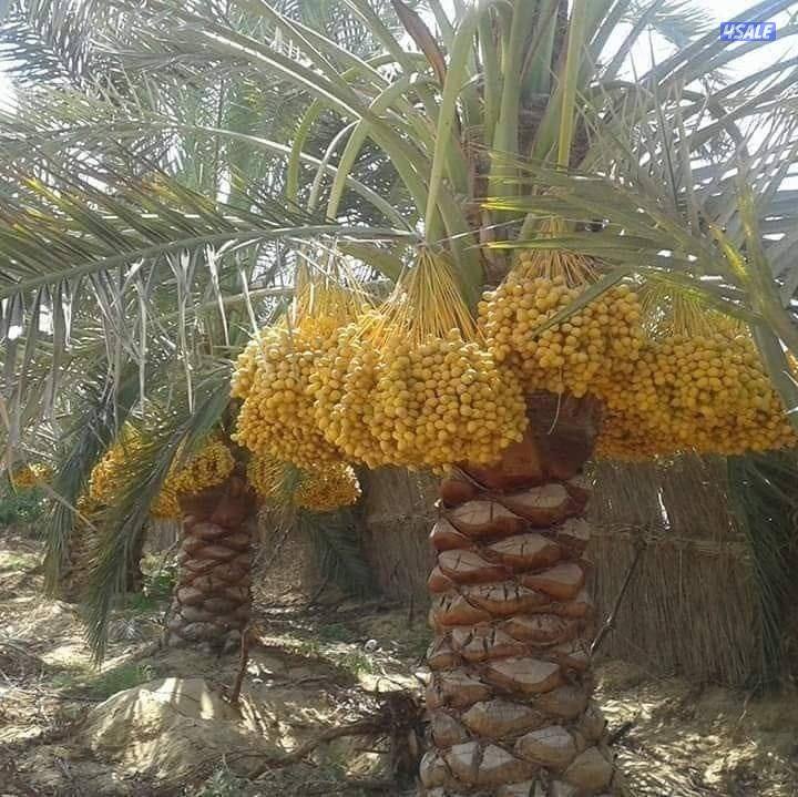 تنسيق حدائق وتنظيف وتكريب نخيل7