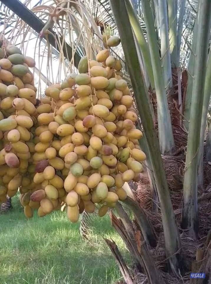 تنسيق حدائق وتنظيف وتكريب نخيل9