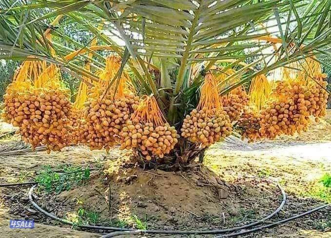 تنسيق حدائق وتنظيف وتكريب نخيل10